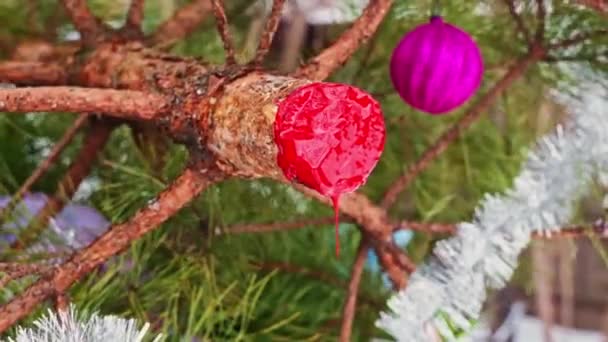 Yılbaşından Sonra Çöplükteki Kanlı Noel Ağacını Kesin Ormanları Çam Ağaçlarını — Stok video