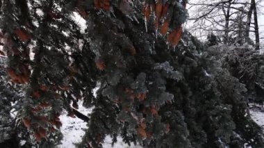 Sembolik resim: çevresel felaketin bir işareti olarak buzdaki ladin
