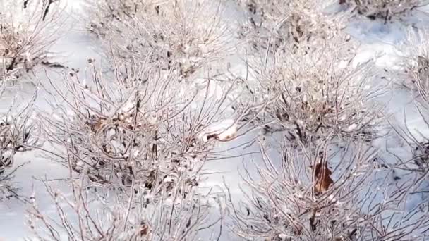 Ledové Sochy Přírody Zamrzlé Keře Jako Křišťálu Vyhlížejí Zpod Sněhu — Stock video