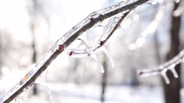 凍った美しさ 明るい晴れた日に氷で覆われた枝 — ストック動画