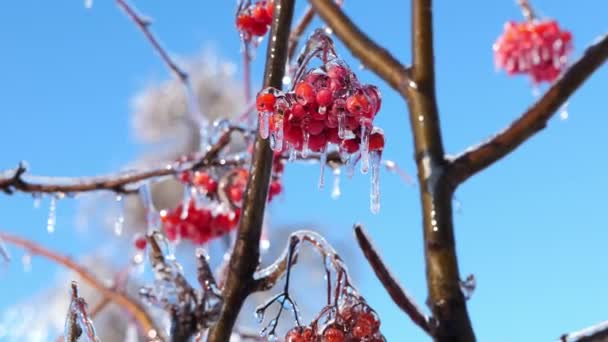 冬の美しさ 氷で覆われたローワン — ストック動画