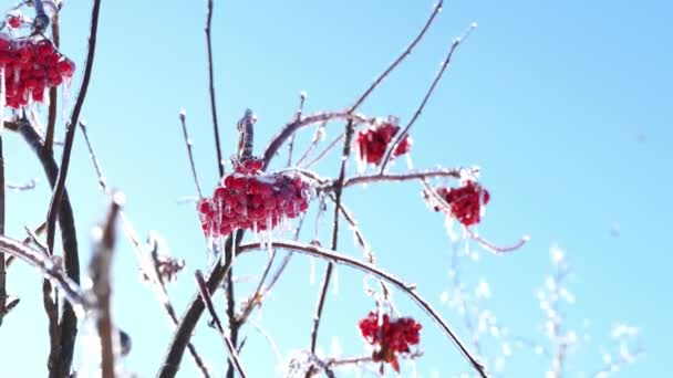 Зимняя Красота Рябина Покрыта Льдом — стоковое видео