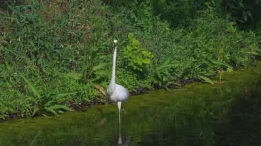 Shoreline Area 'da nehir kenarında balıkçıl avı. Balıkçıl bir balık yakalar ve yutar. Reeds, River, Lake ve Shore ile Sabah Sahnesi. Doğal yaşam alanındaki zarif balıkçıl. Şafakta Vahşi Yaşam.