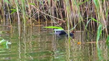 Dalış yapan ördek yavrusunu besliyor ve ona yiyecek bulmayı öğretiyor. Sazlıklar, Nehir, Sabah Sahnesi. Ördek anne ve bebek bağı. Doğal Vahşi Yaşam Ebeveynliği. Huzurlu Sabah Nehrin kenarında.