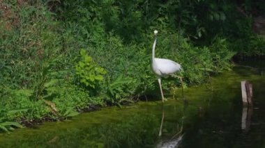 Shoreline Area 'da nehir kenarında balıkçıl avı. Balıkçıl bir balık yakalar ve yutar. Reeds, River, Lake ve Shore ile Sabah Sahnesi. Doğal yaşam alanındaki zarif balıkçıl. Şafakta Vahşi Yaşam.