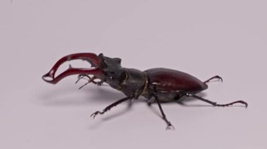 Beyaz Arkaplanda Yürüyen Geyik Böceği. Hareketli Geyik Böceği 'nin yakın çekimi. Bir Geyik Böceğinin Detaylı Görüşü. Beyaz yüzeyde izole edilmiş bir böcek. Büyütülmüş Bir Geyik Böceğinin Hareketlerine Bak.