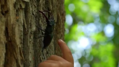 Doğada Ağacın Üzerinde Oturan Geyik Böceği. Çocuk Nazikçe Parmak ile Böceğe Dokunuyor. Vahşi Yaşam İçin Çocukların Aşkı. Geyik Böceği ile etkileşen bir çocuğun yakın çekimi. Doğada yürek ısıtan bir an..