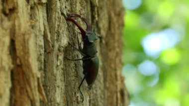 Doğada Ağacın Üzerinde Oturan Geyik Böceği. Arkaplanda Rüzgarda Sallanan Yapraklar. Ağaç Kabuğundaki Geyik Böceği 'nin yakın çekimi. Böcek ve Hareketli Yapraklı Doğal Sahne. Ormandaki Huzurlu bir an.