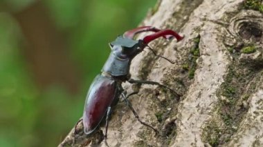 Ağaç Gövdesinde Sürünen Geyik Böceği. Geyik Böceği Ağaç Kabuğu boyunca ilerliyor. Doğal habitatındaki Geyik Böceği 'nin detaylı görüntüsü. Sürünen Böcekli Orman Sahnesi.