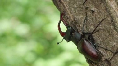 Ağaç Gövdesinde Sürünen Geyik Böceği. Geyik Böceği Ağaç Kabuğu boyunca ilerliyor. Doğal habitatındaki Geyik Böceği 'nin detaylı görüntüsü. Sürünen Böcekli Orman Sahnesi.
