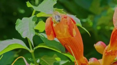 Derin bir çiçekte Nektar Toplayan Arılar. Bees Pollinating 'e yakın çekim. Uyum içinde çalışan meşgul arılar. Doğanın Tozlaştırıcıları iş başında. Bir Çiçekte Arıların Detaylı Görünümü.