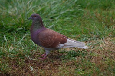 A Pigeon. Close-Up of a Pigeon in a Natural Setting. Simple and Elegant Portrait of a Common Bird with Soft Feather Details. clipart