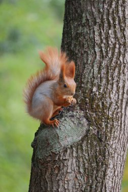 A Red Squirrel Sitting on a Tree, Chewing on Nuts. Adorable Moment of a Squirrel Enjoying a Snack in Its Natural Habitat. Close-Up of a Cute, Furry Forest Animal. clipart