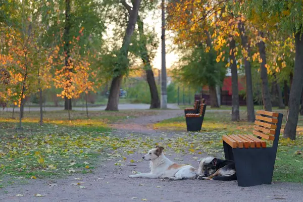 Bir Resimli Sonbahar Parkı 'nda Bir Benç Altında Dinlenen Başıboş Köpekler. Huzurlu Sahne Düşmüş Yapraklar ve Sıcak Sonbahar Renkleri Rahatlatıcı Köpekler Çevresinde