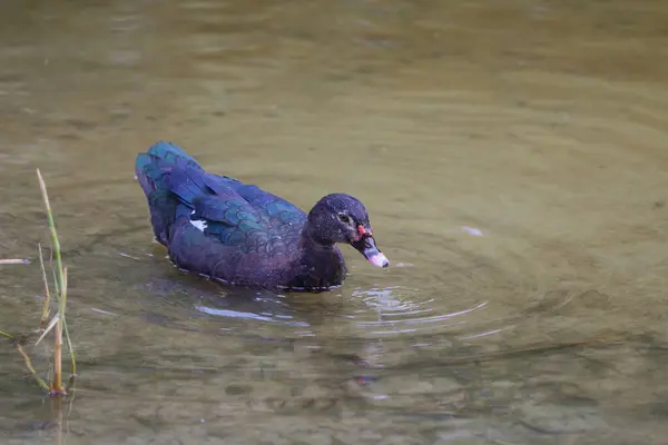 Vahşi ortamda bir Muscovy Duck. Doğal ortamında bir Moskovalı Ördeğin Manzarası. Huzurlu Doğa Ördekle Vahşi Kuşatmaların Ortasında.