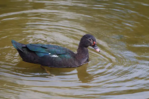 Vahşi ortamda bir Muscovy Duck. Doğal ortamında bir Moskovalı Ördeğin Manzarası. Huzurlu Doğa Ördekle Vahşi Kuşatmaların Ortasında.