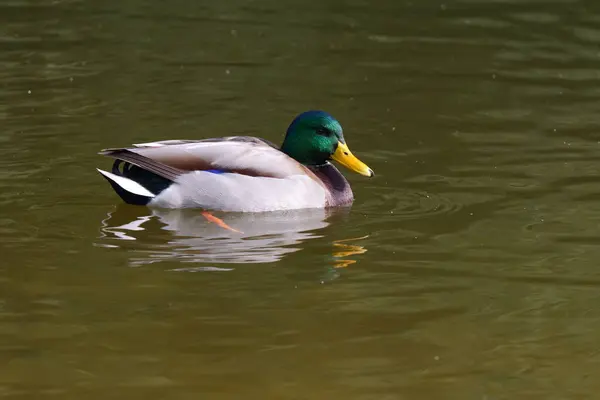 Göldeki bir Mallard Drake. Güzel Erkek Ördek Sahnesi Suyun Üzerinde Huzur İçinde Yüzüyor. Sakin Göl 'de Yansımalarla Huzurlu Doğa Ayarları.