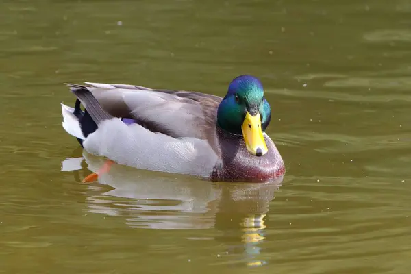 Göldeki bir Mallard Drake. Güzel Erkek Ördek Sahnesi Suyun Üzerinde Huzur İçinde Yüzüyor. Sakin Göl 'de Yansımalarla Huzurlu Doğa Ayarları.