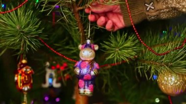 Bufalo, boğa. Noel ağacını süsleyen bir adam, yılbaşı süveteri giyen bir adam. Yeni yıl ve mutlu Noeller. Oyuncaklar ve çelenklerle Noel ağacı yaşa.