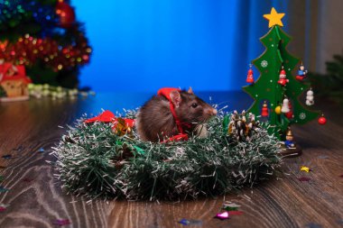 Sevimli Evcil Fare Noel Baba Şapkası Giyiyor Noel Çelengi 'nde Şenlikli Noel Ağacı' nın yanında oturuyor. Mutlu Noeller ve Mutlu Yıllar için mükemmel bir tatil sahnesi. Boşluğu kopyala