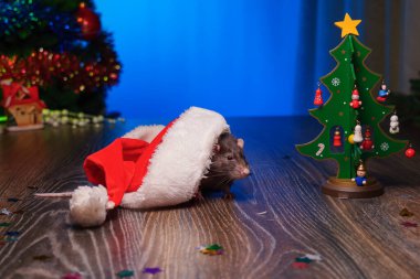 Cute Pet Rat Peeking Out from Under a Santa Claus Hat. Adorable Holiday Scene with a Festive Touch, Perfect for Christmas and New Year Celebrations. clipart