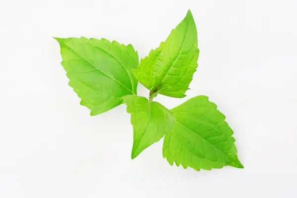 The leaves of the Tiger's Claw plant are medicinal herbs known for their properties of stopping bleeding, reducing inflammation, healing fresh wounds, reducing fever, relieving coughs, acting as a diuretic, and repelling insects.