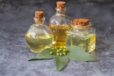 Okaliptüs bitkisi yaprakları, tohumlar ve okaliptüs yağı şişede siyah arka planda..