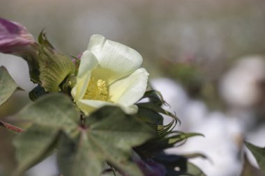 Çiçekli pamuk bitkileri, pamuk tarlaları.