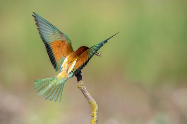 hem birkaç bee-eaters bir dal üzerinde tünemiş,