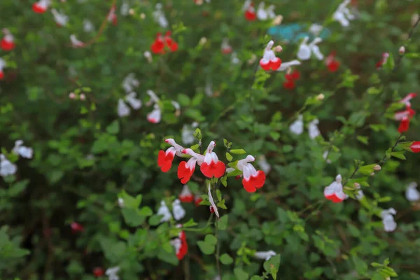 stock image Crimson sage flower - Lashleaf sage flower - Salvia Microphylla