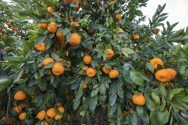 园中的茶树 成熟的橘子 Izmir 土耳其 — 图库照片