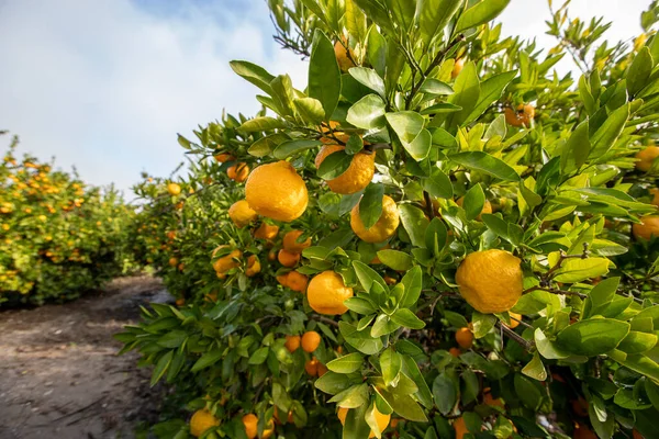 Tangerine Trees Garden Ripe Tangerines Izmir Turkey — Stock Photo, Image