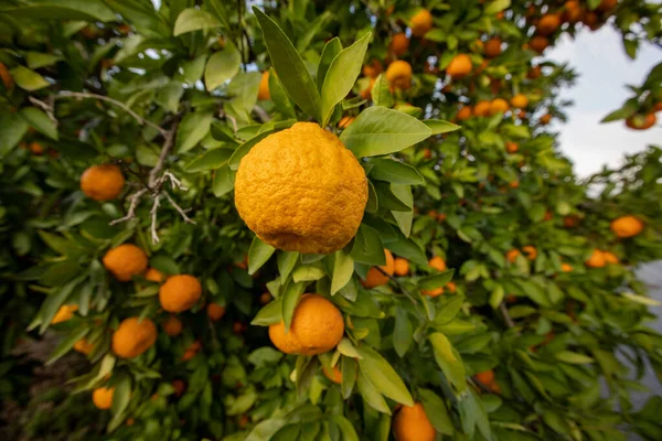 成熟的橘子准备在花园里收割 — 图库照片