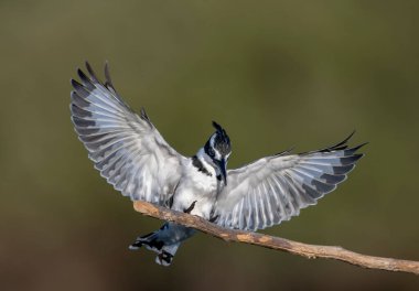Pied Kingfisher; Türkçe adı Pied kingfisher bird