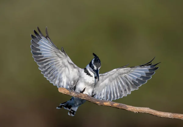 Pied Kingfisher Turkish Name Pied Kingfisher Bird — Stock Photo, Image