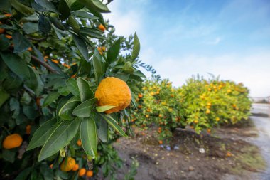 Olgun mandalinalar bahçede hasat için hazır.