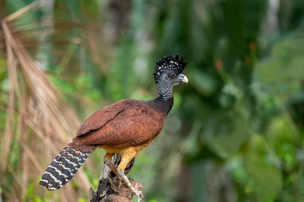 Curassow Nue Crax Fasciolata Costa Rica Grand Oiseau Noir Avec — Photo