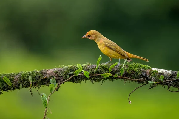 stock image On a tree branch , Amazon Canary Finch bird