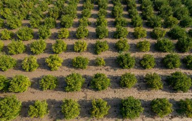 Mandalina Bahçesi İHA tarafından fotoğraflandı
