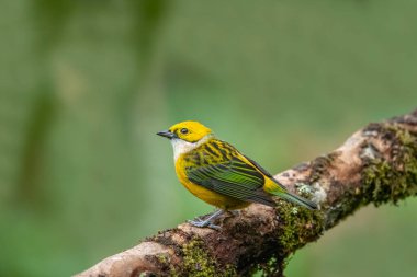 Ağaç dalında, gümüş boğazlı tanger