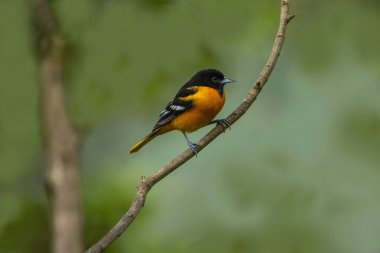 Baltimore Oriole Oriole Kuşu ağaç dalında