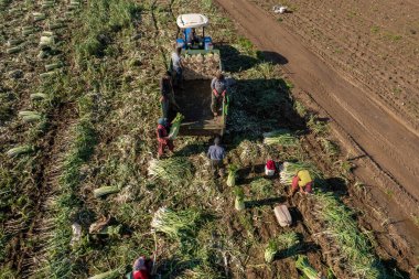 Torbali - Izmir - Turkey, January 22, 2023, Seasonal workers working in a leek field. Aerial view with drone.