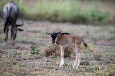 Ox-headed antelope cub in Africa