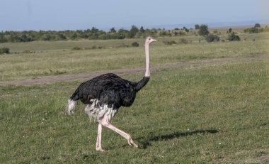Solo ostrich walking in african savannah
