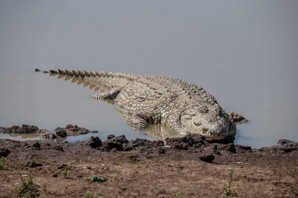 African crocodile lying in the water, cooling
