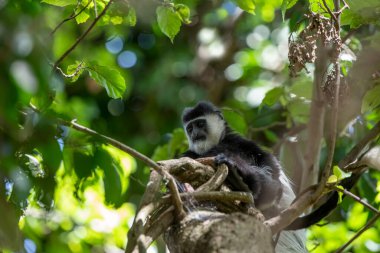 Kenya Milli Parkı 'ndaki ağaçta dinlenen kolobus maymunu.