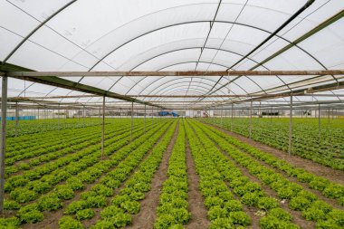Natural lettuce grown in greenhouse . Organic lettuces.