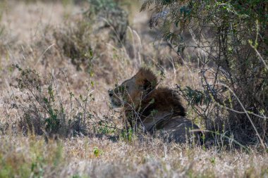 Kenya - Africa Lion resting in tree shade