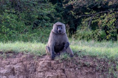 Adult male olive baboon sitting on grass clipart