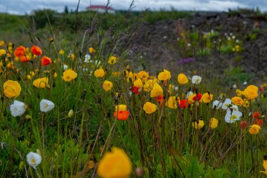Orange, white, yellow, red poppy flowers in Icelandic meadows.